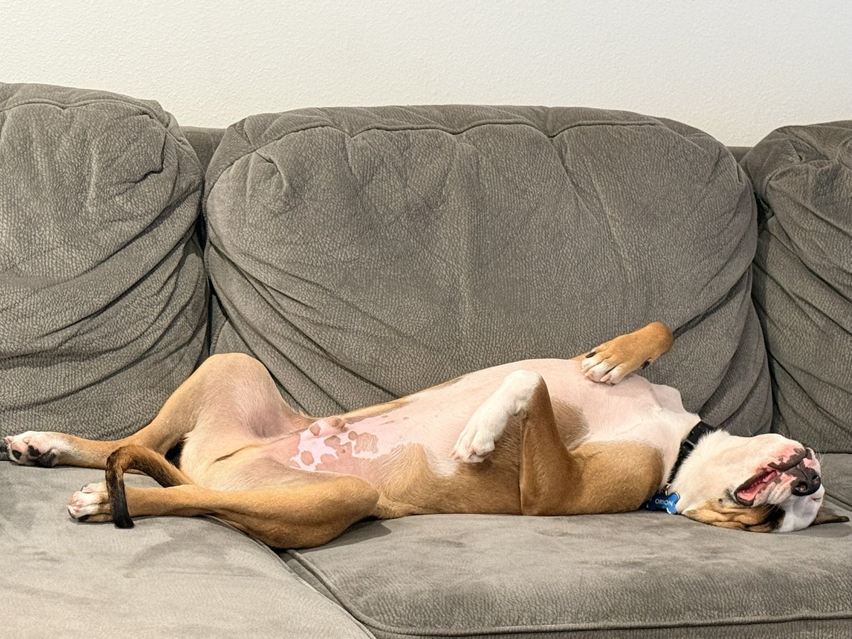 “Bully breeds are scary and mean!”

My bully: