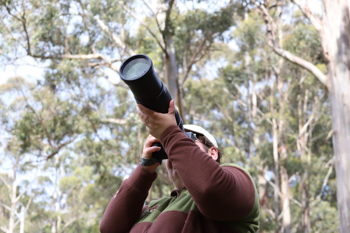 Tas_Land's tweet image. Over 100 people from our #community joined us for our co-hosted birding event with Inala Nature Tours on their beautiful property on South #BrunyIsland. Small flocks of #swiftparrots feeding on the ground &amp;amp; fluffy fledgling #fortyspottedpardalotes were 2 of the birding…
