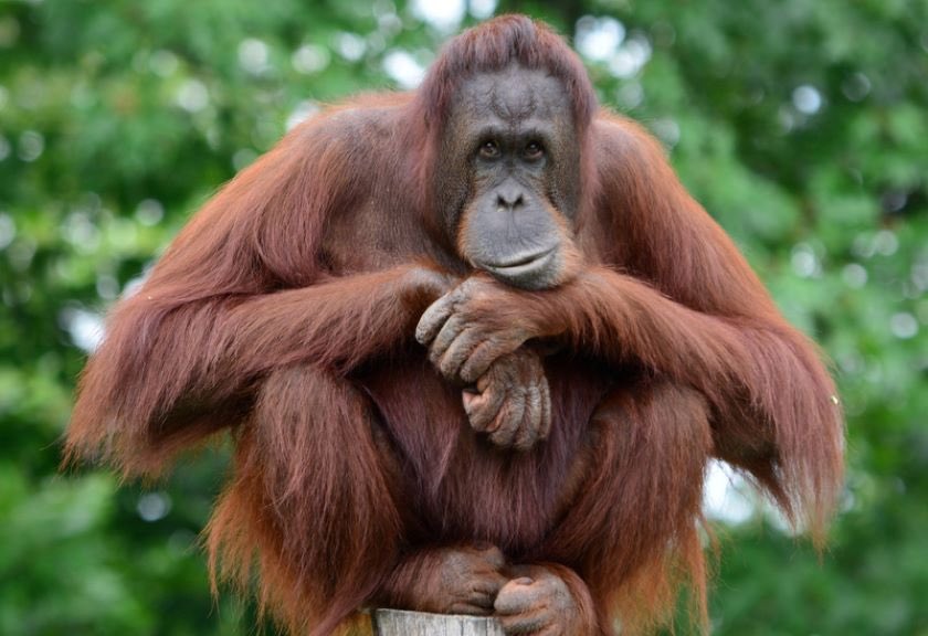 VQHerm's tweet photo. @honeymoon250 Orang Utan &amp; Komodo Dragon https://t.co/3HGHKpCRx0