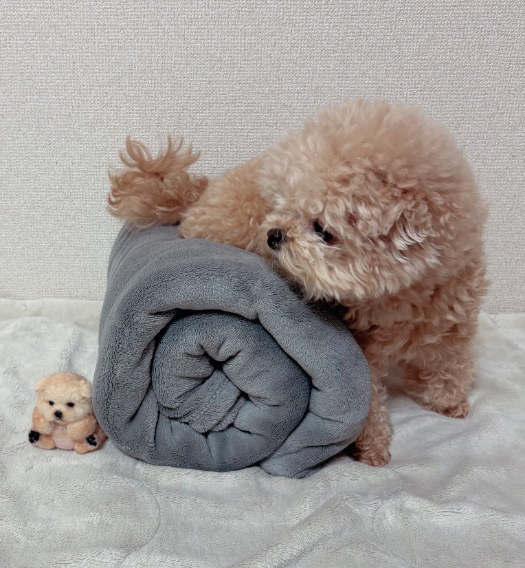 Fuwanopapa's tweet photo. 何かの気配を感じて覗き込んでる🧸

#ポメプー https://t.co/XnSCquhbK3