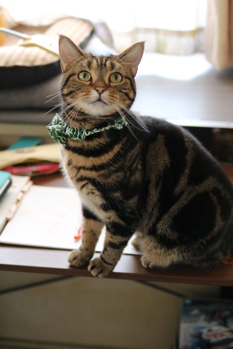 ご飯係がパソコン買い換えるか悩んでいるみたいだにゃ😸
officeが入っているおすすめのパソコン教えてほしいにゃ～
#にゃんすたぐらむ