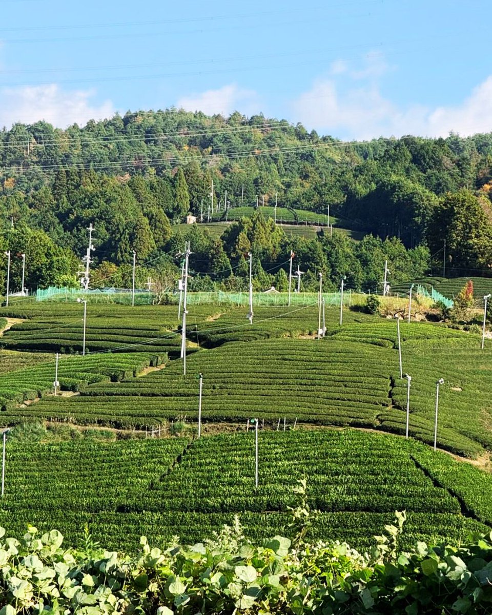段々畑のように茶畑が広がる京都・和束町をご案内♪
⇒ ameblo.jp/miyabi-kyoto/e… #アメブロ <a href="/ameba_official/">Ameba Topics</a>より