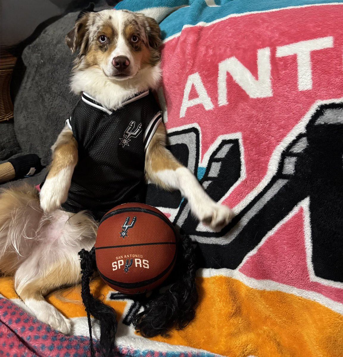 agonzalez133's tweet image. Azul can’t wait to watch the @spurs #spurspetofthemonth #spurs #spursnation #gospursgo🏀 @spurscoyote #spursfan #spursdog