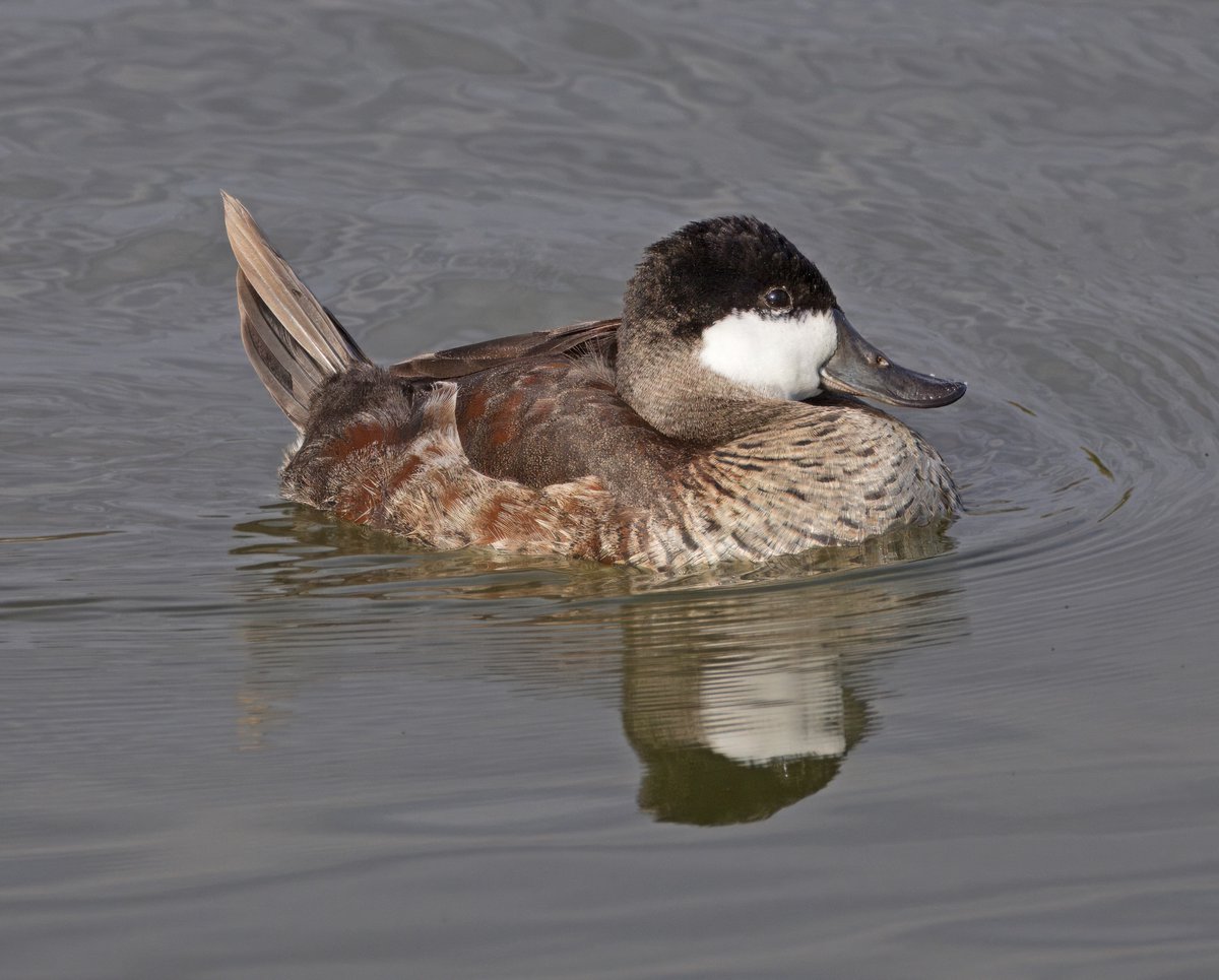 stormcabbirds's tweet image. Ruddy Duck. Los Angeles