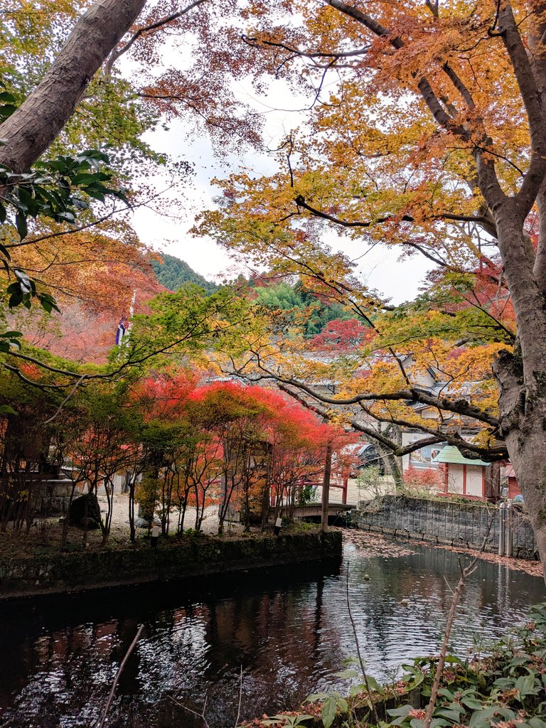 私狛犬好きでもあります🐕️

この狛犬さんは、談山神社の藤原鎌足さんおつきの🐕️さんです（撮影可）

守り🐕️ですが、愛らしいお顔です✨

紅葉も素敵🍁🍂

#談山神社
#藤原鎌足
#多武峰
#語らい山
