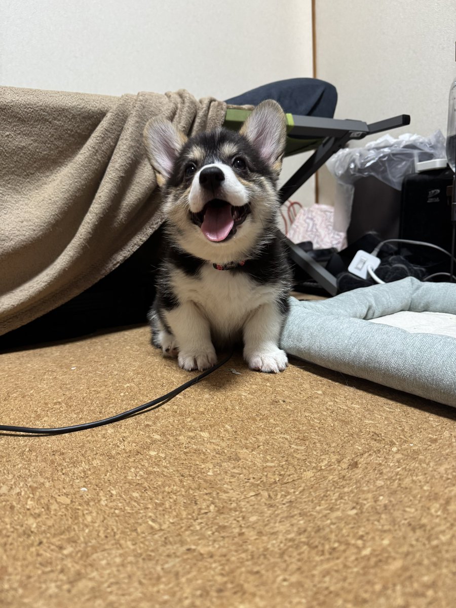 onigirry's tweet image. 本日の笑顔

普段の悪行を思うと、奇跡の一枚っすわ