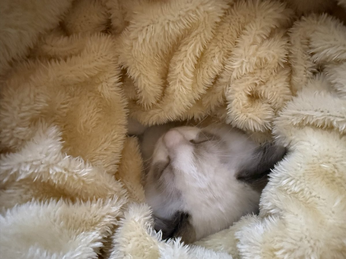 시험은 8일에 끝났는데
멘탈회복+갑자기 생긴 아기고냐냐 육묘하느라 바빴습니다•••
저희 애 보고가세요