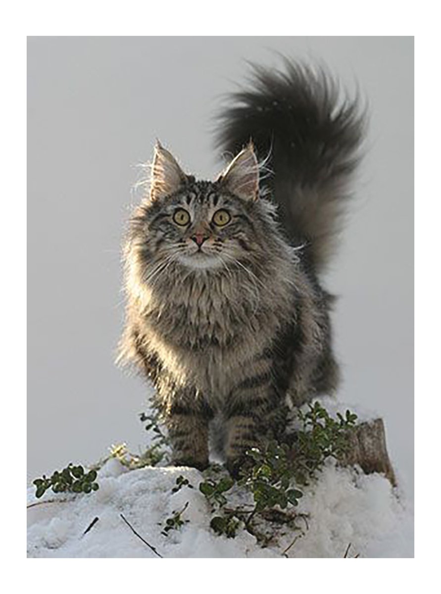 GENTLECAT (@gentleeeeeeecat) on Twitter photo 