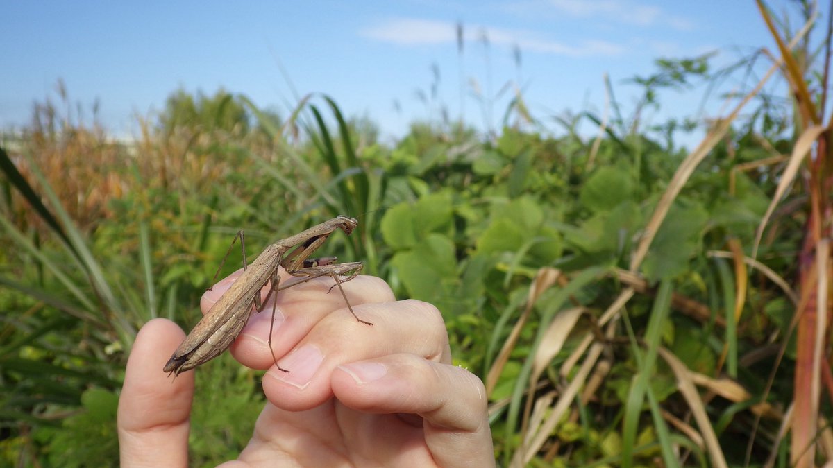 晩秋の河川敷。この時期のカマキリたちは、日当たりの良い場所で大人しくしていることが多いです。皆、酸いも甘いも噛み分けたであろう個体達です🍂

#Mantidae