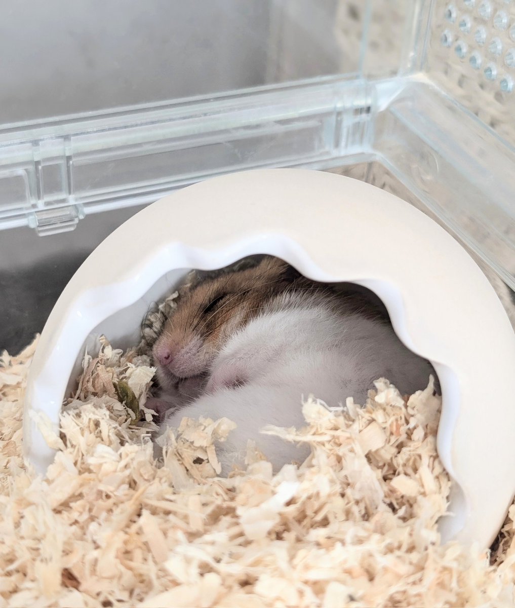 mikemike_keiko's tweet image. こんにちは！
気持ちよさそうなお顔のこつぶくん🐹💤