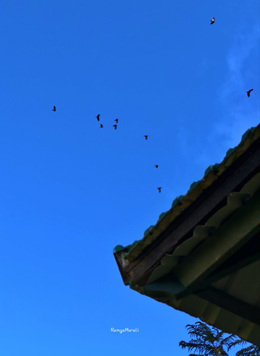 drramyamurali's tweet image. Fill the timeline with Blue!         

Post your Blue Hour Moments 💙