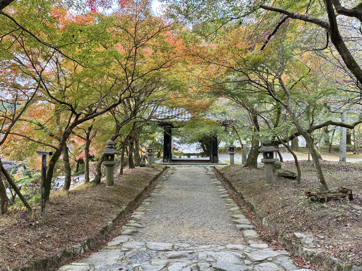 紅葉 情報🍁】#秋月城跡 黒門の紅葉は3割ほど色づきました。ただ、秋月