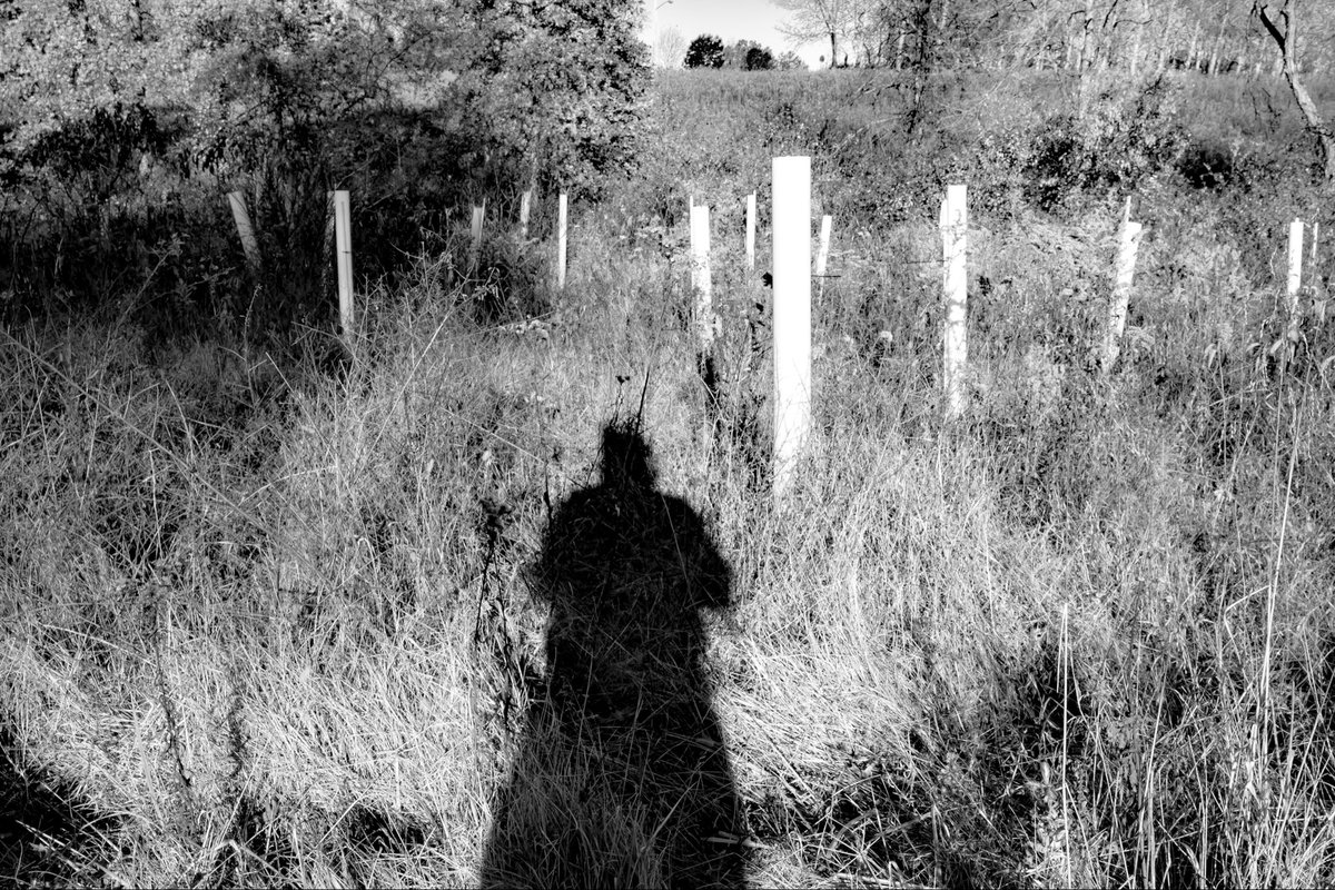 Shad ✵ tweet media