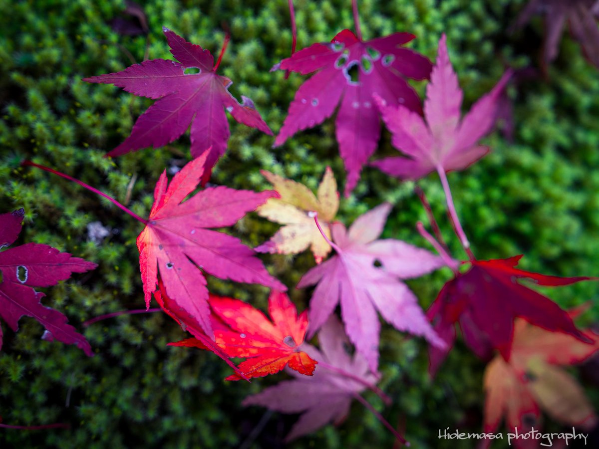 Hi_DesignFocus's tweet image. 大沼の紅葉

[2025.11.1]

#赤城山 
#赤城広場植物園 
#紅葉 🍁
#ぐんま応援びと
#ぐんまの風景