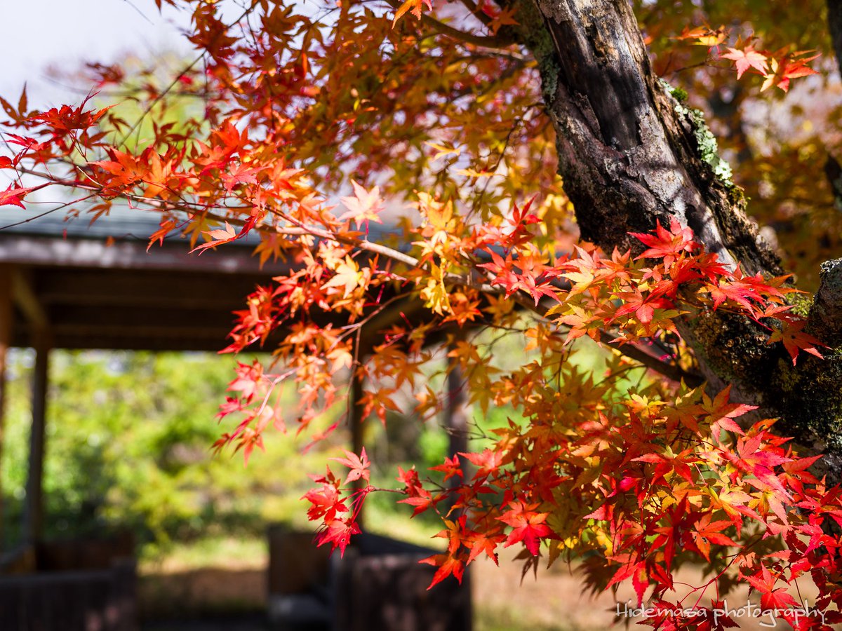 Hi_DesignFocus's tweet image. 大沼の紅葉

[2025.11.1]

#赤城山 
#赤城広場植物園 
#紅葉 🍁
#ぐんま応援びと
#ぐんまの風景