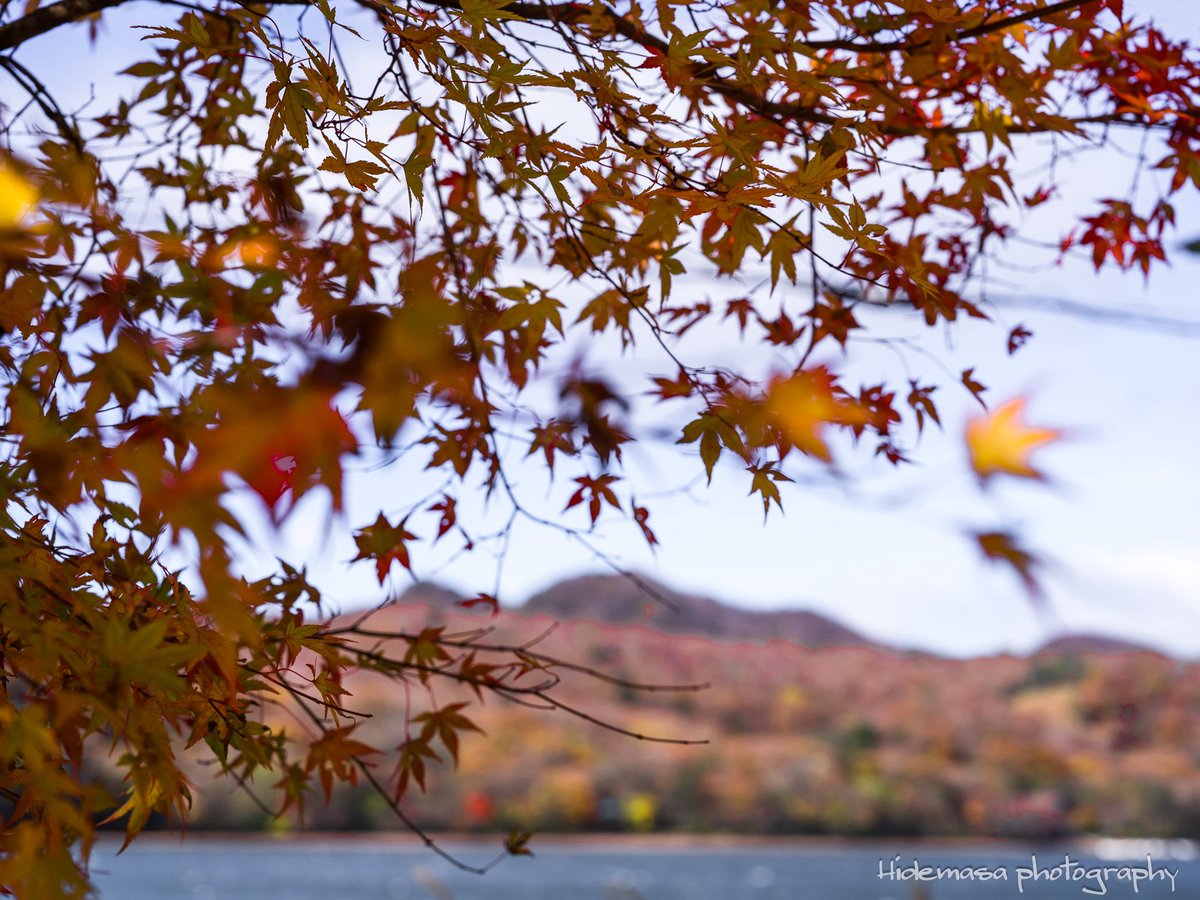 Hi_DesignFocus's tweet image. 大沼の紅葉

[2025.11.1]

#赤城山 
#赤城広場植物園 
#紅葉 🍁
#ぐんま応援びと
#ぐんまの風景