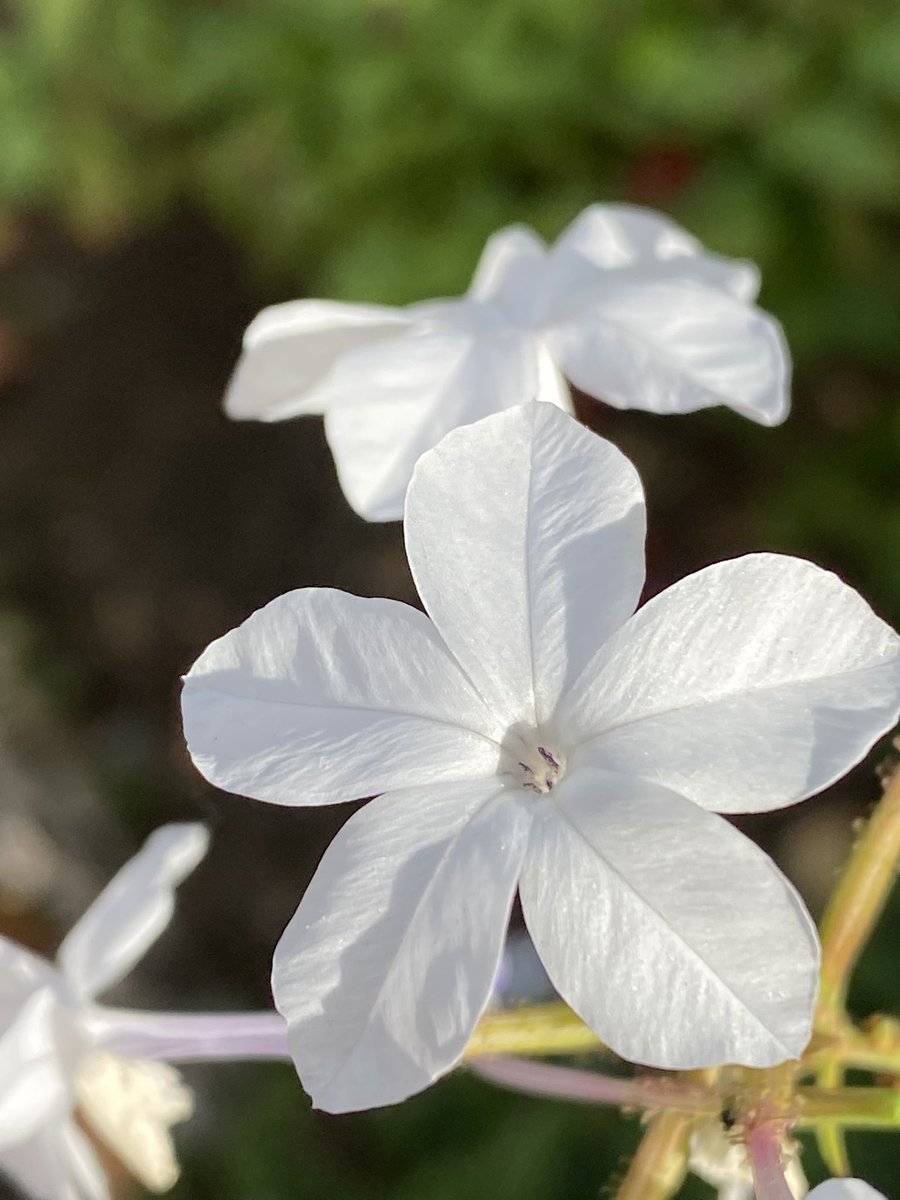 🎶#MusicSalon樹(#広瀬真弓 主宰) #ミュージカルコーラスクラス 昨日、真弓先生の #Gus:the theatre cat の2回目Lesson だった。楽譜を見てビックリ‼️。やたら繰り返しがあって、どこへ戻ればいいのか、譜面上でしばしば迷子に。先が思いやられる😓。　#東急多摩川駅 辺で撮った。🍁が映えて見惚れた。