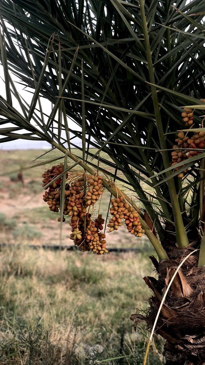 aladbo's tweet image. &quot;أَعُوذُ باللهِ مِن عُمرٍ بِلا هَـدَفٍ 
ومِن مَسِيرٍ على دَربِ الضَلالاتِ&quot;