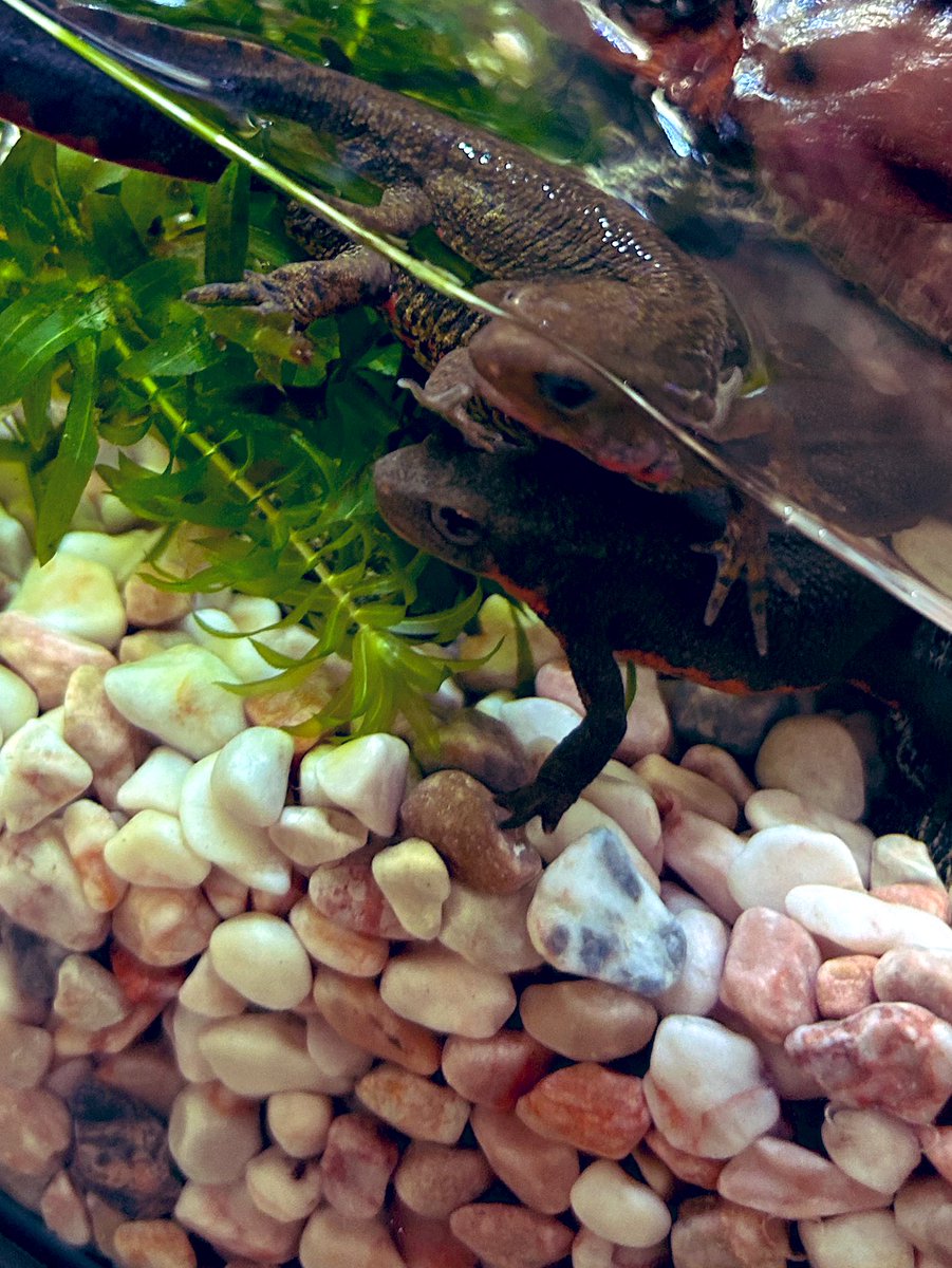 和楽ママ tweet media