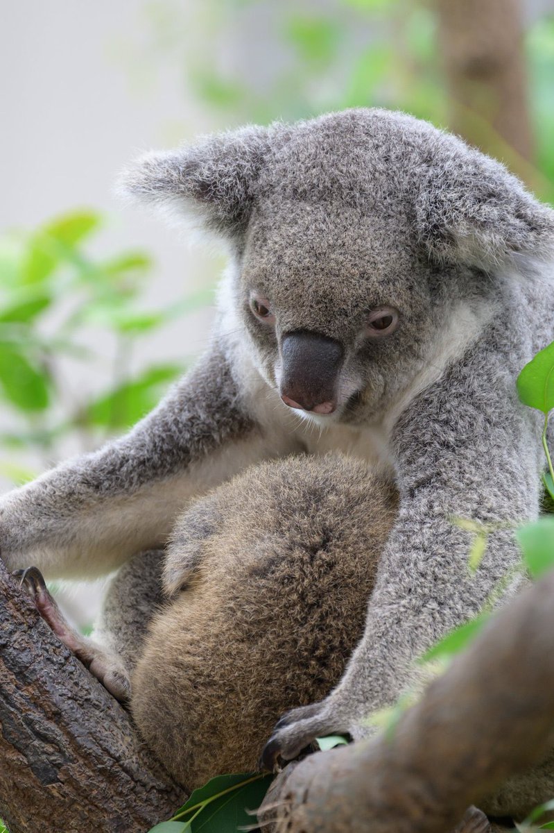 ちんまり背中がかわいい💕
(2025.07.20)
#平川動物公園 #コアラ #カナエ #エイト