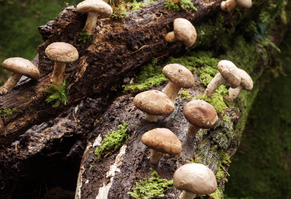 Aquest cap de setmana dia 22 i 23 de NOVEMBRE 2026 Morphosis Ensemble estarem estrenant el projecte FONG SONORS a Cal Massó de Reus dins la programació de l'Ajuntament de Reus i l'Associació Contemporaneus Reus. 
Associació Amics del Jazz de la Ribera d'ebre

<a href="/ReusCultura/">Reus Cultura</a>