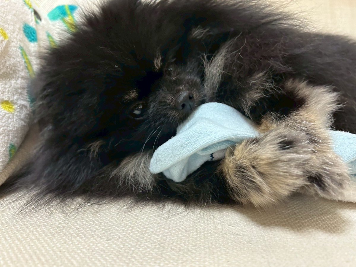 チャロとボンボン（ポメラニアン兄妹） (@chabon_pome) / Posts / X