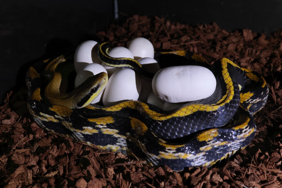 2023_pcmc's tweet image. お陰様で販売中の生体は完売となりました、お買い上げいただき誠にありがとうございました。来年も宜しくお願い致します。