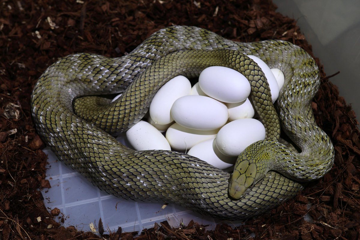 2023_pcmc's tweet image. お陰様で販売中の生体は完売となりました、お買い上げいただき誠にありがとうございました。来年も宜しくお願い致します。