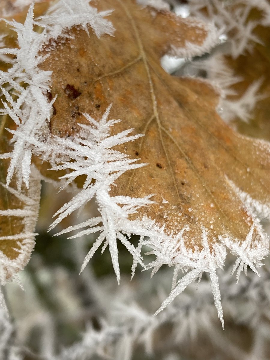 Hoar Frost

Forms when the air is still and cold, usually on clear winter nights. Water vapour in the air condenses on solid surfaces, and as the surface temperature drops below 0°C, ice crystals form.

Origin is old English for old grey hair