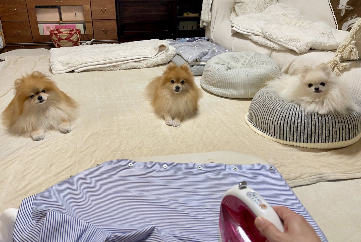 ポメラニアもふもふ3匹 (@ak1toPome) / Posts / X