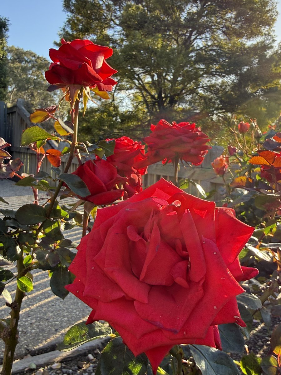 BlueModelY's tweet image. فکر کنم بتونید بویی که در منطقه پیچیده رو تصور کنید 😌 حالا شما هی برید سبزی و خیار گوجه بکارین 😁