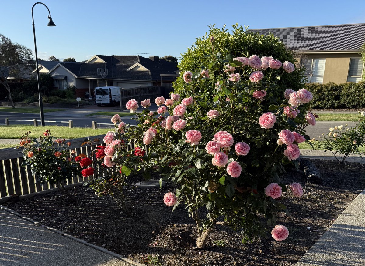 BlueModelY's tweet image. فکر کنم بتونید بویی که در منطقه پیچیده رو تصور کنید 😌 حالا شما هی برید سبزی و خیار گوجه بکارین 😁