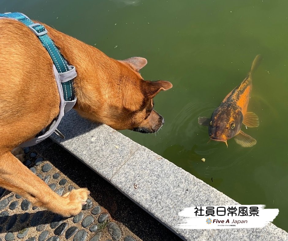 fiveajapan's tweet image. おはまろ🦔

鯉に興味をもったベルちゃん😊
でもすごくへっぴり腰だったまろ🤣
色々な所に行けてベルちゃんも大喜びだったまろ☺️

それでは本日もよろしくお願いいたしますまろ🦔🐕

#企業公式相互フォロー 
#保護犬
#今日のわんこ