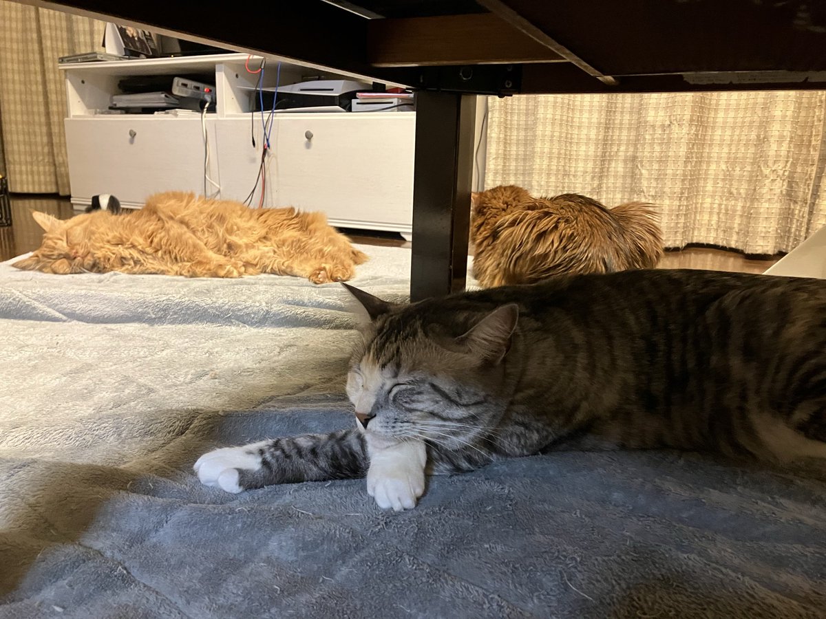 YUネコ好き！ (@syoyu79) / Posts / X