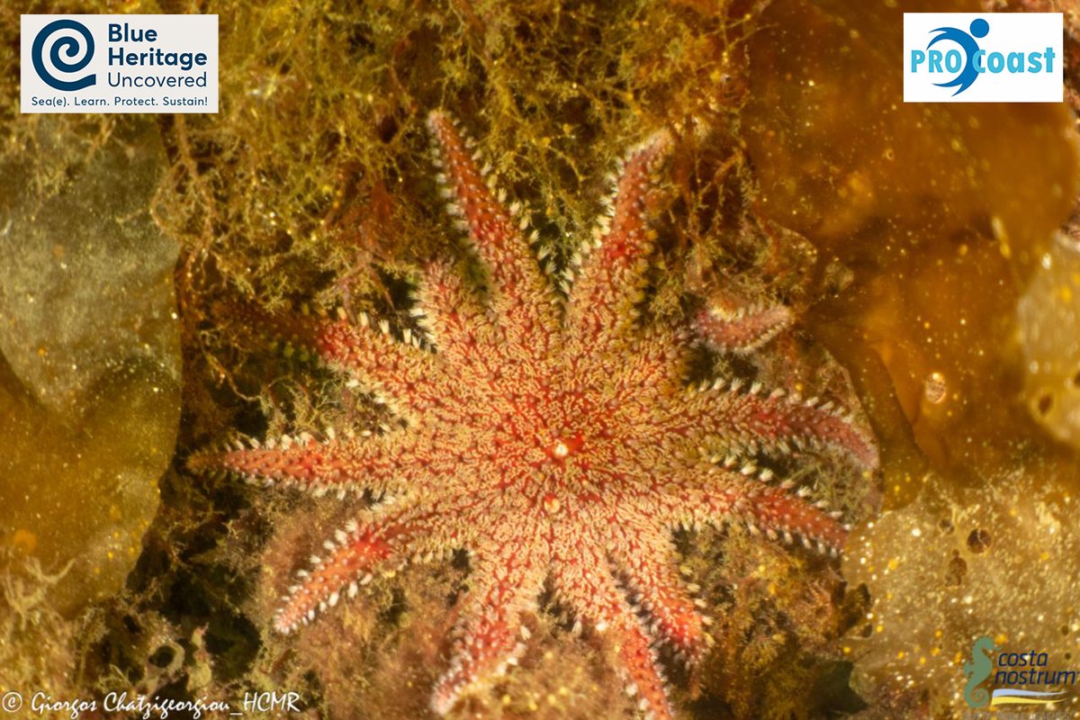 Η Mjølkevika - ή «Όρμος του Γάλακτος» - ήταν κάποτε το σημείο όπου οι αγελάδες συγκεντρώνονταν για το άρμεγμα, χαρίζοντας στο μέρος το όνομά του. Σήμερα, η θάλασσα κυλά καθαρή και γαλήνια.

🗺️ cnsl.eu/2sojo
👉 <a href="/PRO_C0ast/">PRO-Coast</a>