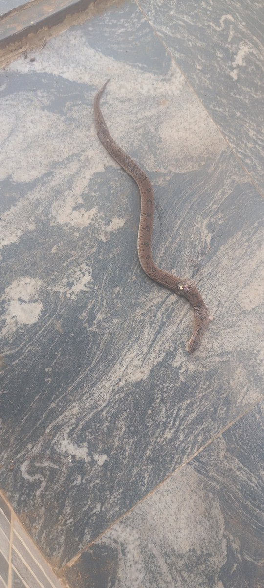 Sir_fash_'s tweet photo. @arojinle1 if you don't mind sir what brought this snake inside the house and what's the name sir? https://t.co/rAoERSXDqL