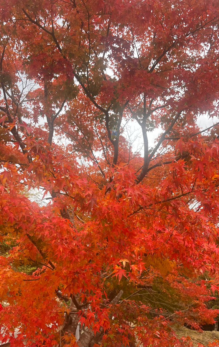 funassyi's tweet image. 千葉の紅葉なっしー♪(。゜▽゜)
