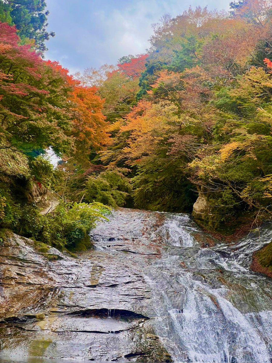 funassyi's tweet image. 千葉の紅葉なっしー♪(。゜▽゜)