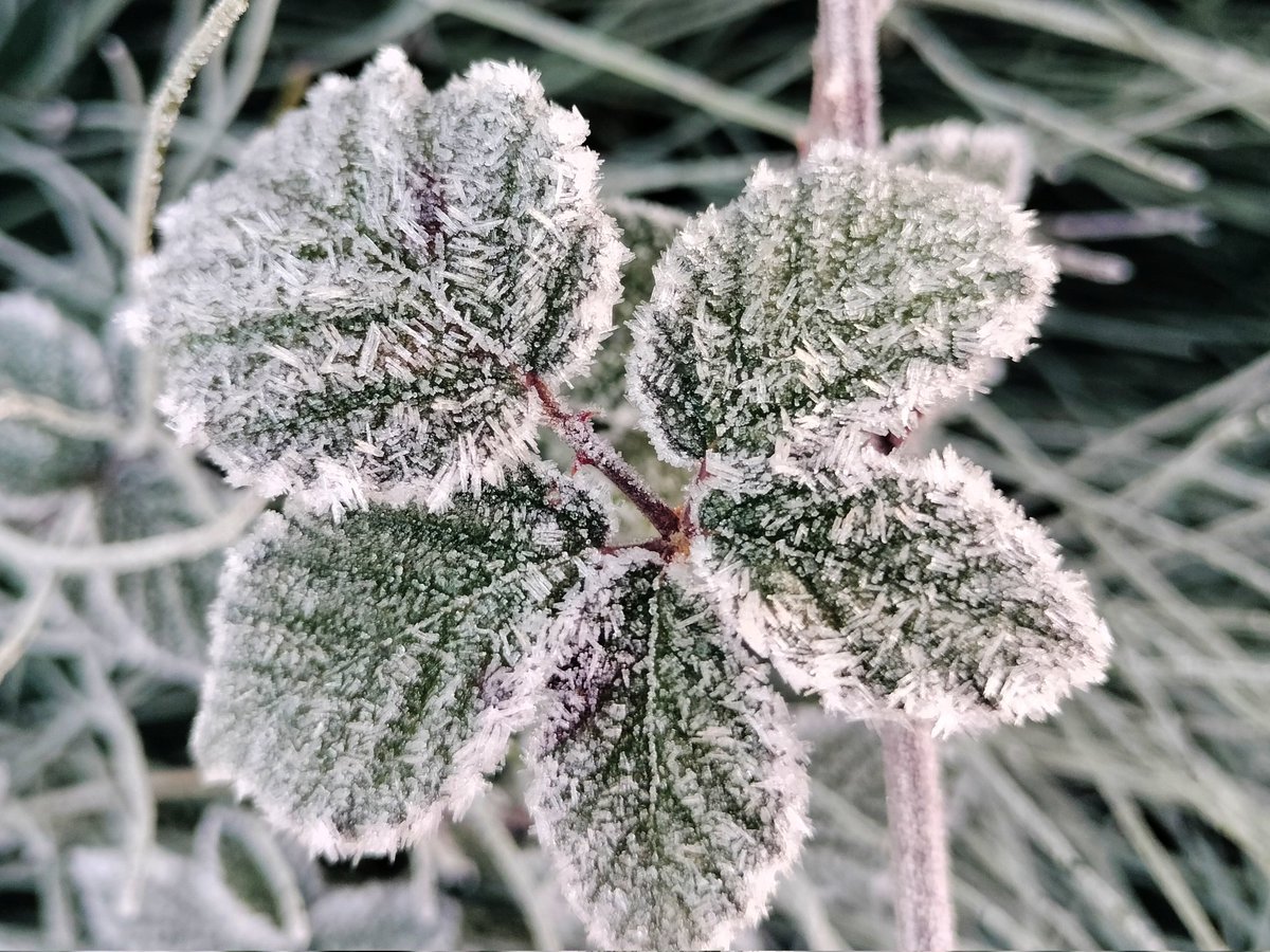 Debutamos desde #Palencia con la #primera #helada y #temperaturas #bajocero ( -2°).<a href="/tiempobrasero/">Tutiempo</a> <a href="/ElTiempoA3/">El Tiempo de Antena 3</a> <a href="/ElTiempo_tve/">El Tiempo en TVE</a> <a href="/abarniol_tve/">Albert Barniol</a> <a href="/TiempoCyLTV/">El Tiempo en CyL</a> <a href="/SergioMeteo/">Sergio Hernández</a> <a href="/lasextameteo/">La Sexta Meteo</a> <a href="/fcocachometeo/">Francisco Cacho</a> <a href="/JoannaIvars/">JoannaIvars</a> <a href="/MeteoredES/">Meteored España</a> <a href="/meteoduruelo/">Agustín Sandoval</a> <a href="/meteosegovia/">Adrián Escobar</a> <a href="/AndreaDuro/">Andrea Duro Flores</a> <a href="/aquilatierratve/">Aquí la Tierra</a>