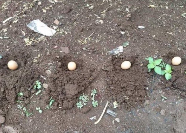 RanceRider2's tweet image. this is why i plant my own