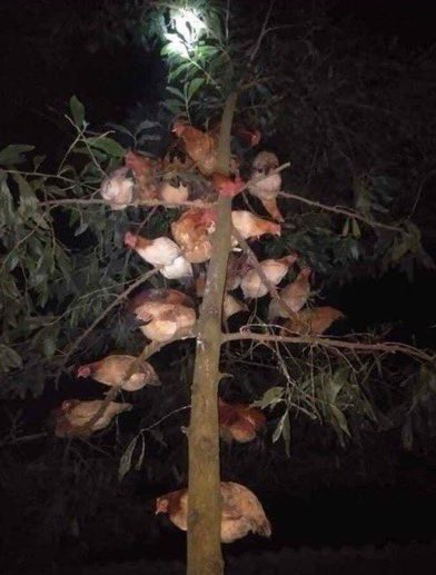 this is why i plant my own