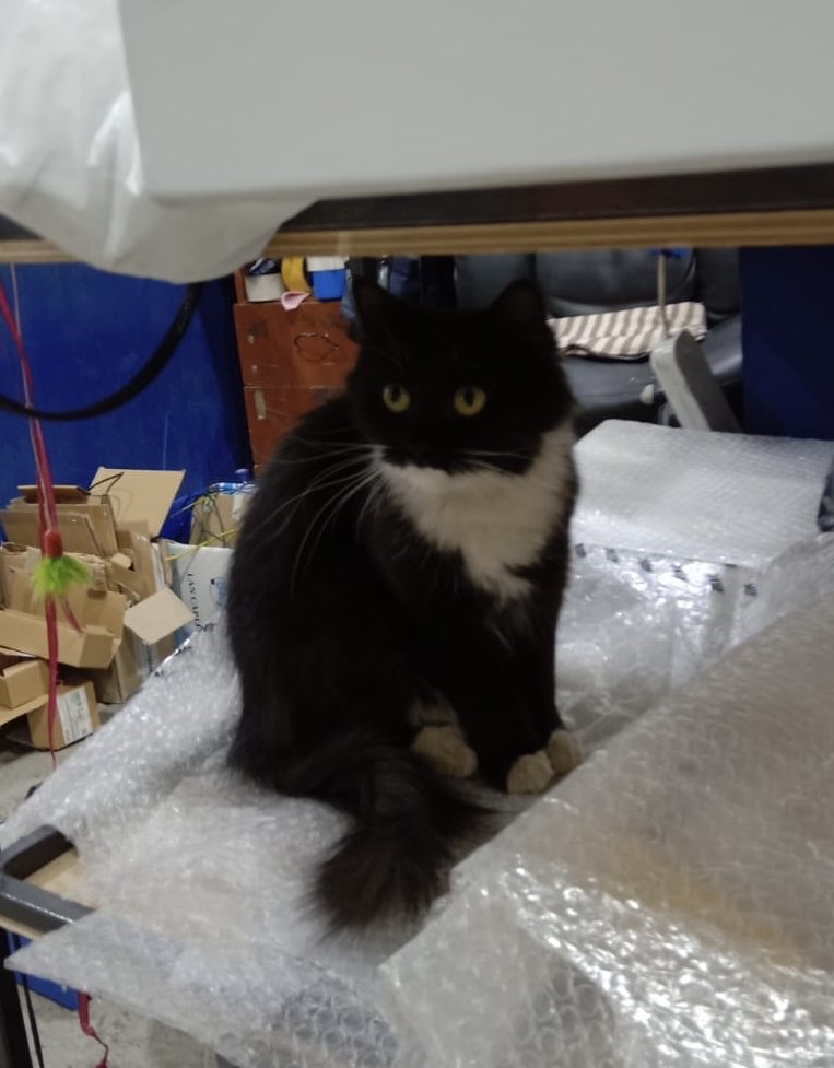 <a href="/Mrs146K/">GavleGoatFire</a> Может этот пост поможет пристроить одну кошечку в Санкт-Петербурге? 1 год, стерилизована, мелкая, игручая, лоток. Она на производстве живет, на выходные и праздники одна остается. Так жалко ее. Себе взять не могу у меня уже два кота есть. Заберите домой это чудо пожалуйста 🙏