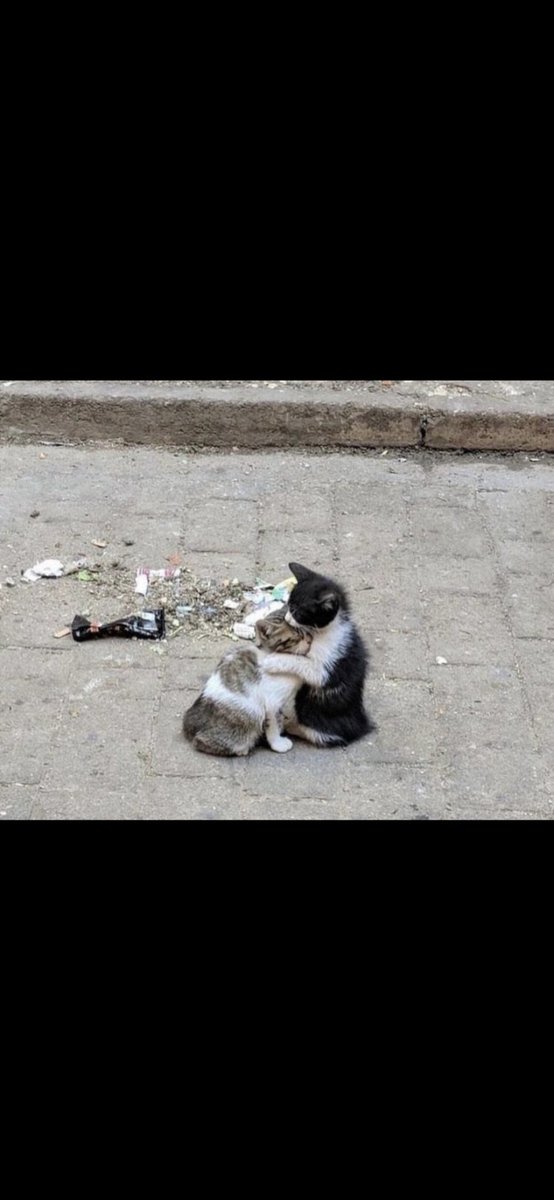 Komodo_ejdeeri's tweet image. İstanbul Valisi Davut Gül diyorki kedilere mama vermeyin hepsi ölsün !Canımı elinde bulunduran ALLAH a yemin ederim ki bu can bu bedende oldugu sürece Tüm canlılara elimden gelen herşeyi yapacam Kedi #Kedi #Kediler