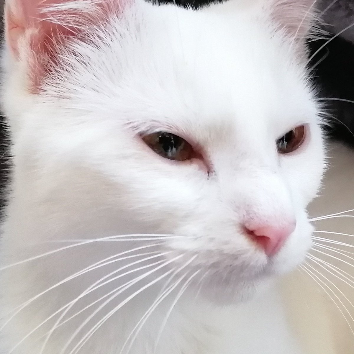 grimmisareaper's tweet image. #promotwt
    ⠀ Grimm , 17 ↺ ⠀ 
                            she/they !!
       ︵  British &amp;amp; lesbian !! Hopefully reviving this acc bc my ass went rt heavy ❤︎

#milgramtwt #alnsttwt #anitwt #slaytheprincesstwt  #visualnoveltwt #r1999twt
       ♡ / ↻ to be moots .ᐟ