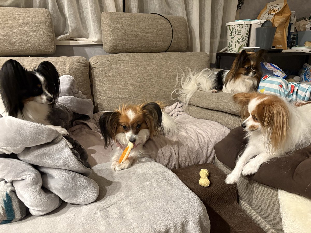 nalcaritan's tweet image. 誰もこっち見ない😂
#パピヨン 
#きょうのわんこ