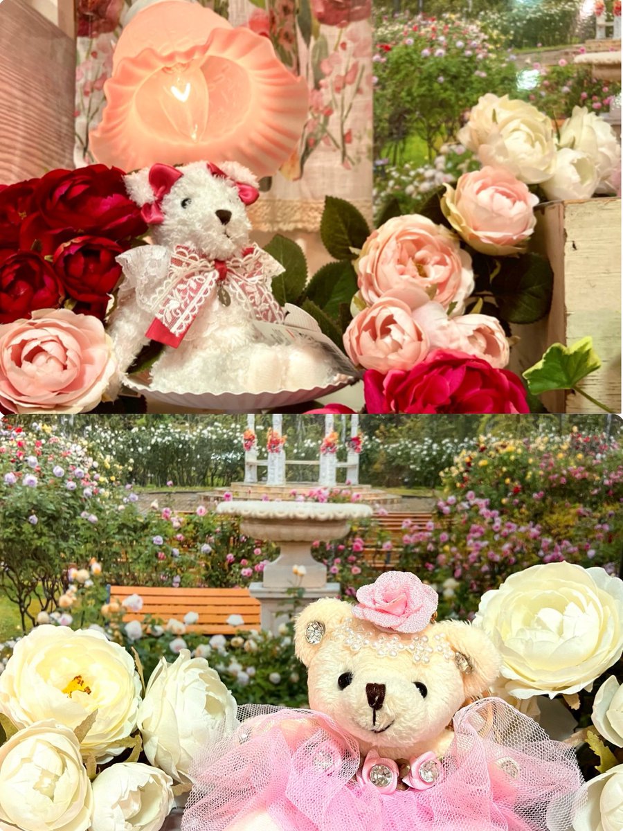 keisei_rose's tweet photo. 🌹✨Roseful Vacation✨🌹

秋バラ、見頃が続いています❣️

明日は『推しぬいといっしょ』の日🧸
秋晴れで気持ちの良いお天気になりそうです☺️
お気に入りのぬいちゃんと一緒に秋バラを満喫しませんか？💕
皆様のご来園をお待ちしております♪

#京成バラ園 https://t.co/71IpJTffxC