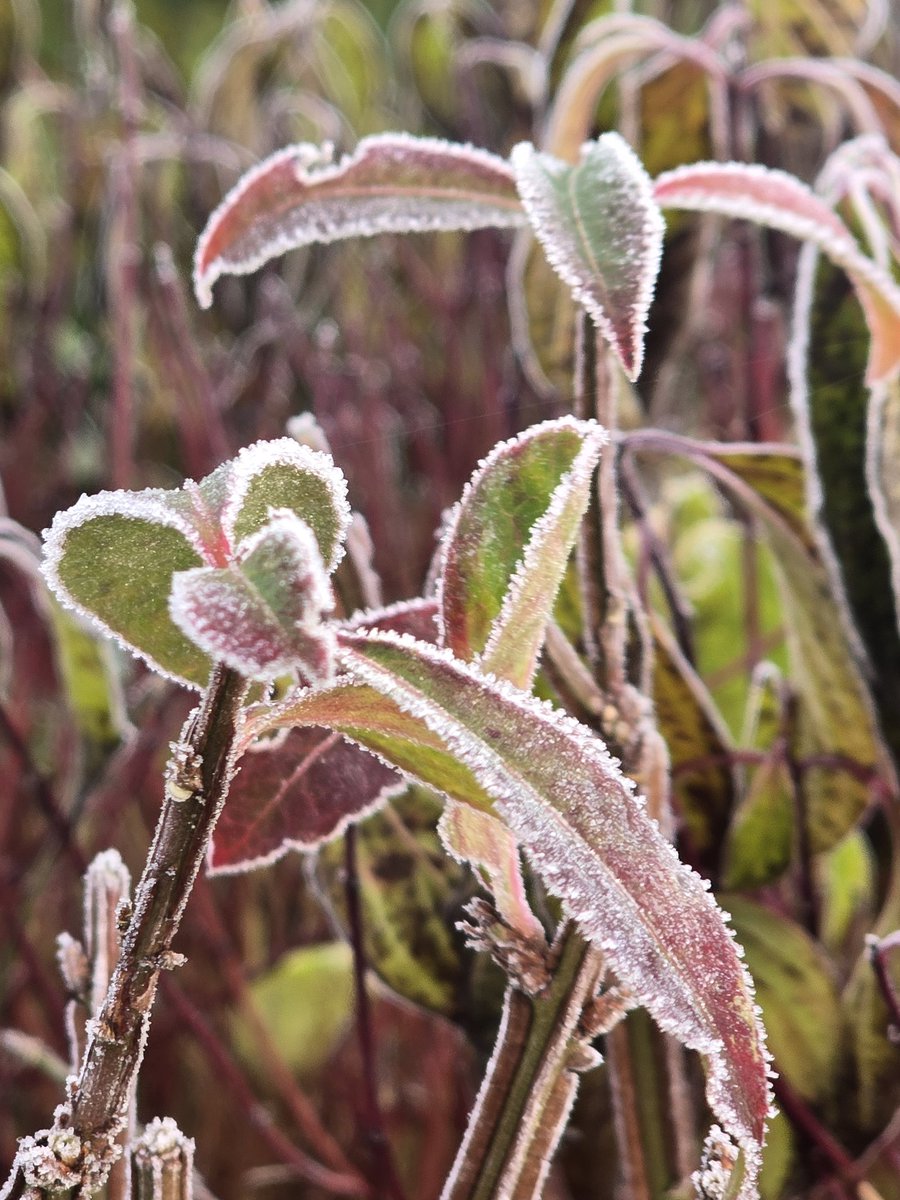 schrage_esther's tweet photo. Winterprikje #vorst #sneeuw #koud #winter https://t.co/N9SjO7olcl