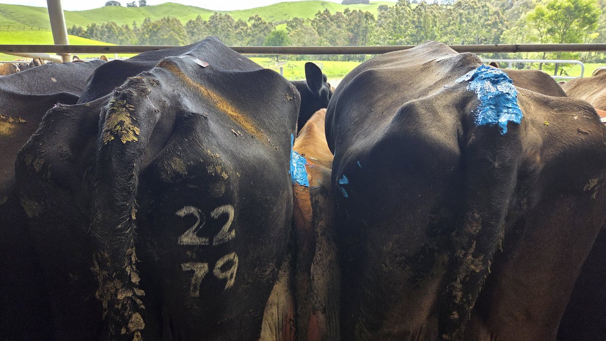 Consistency in breeding direction is difficult during expansion 🤣