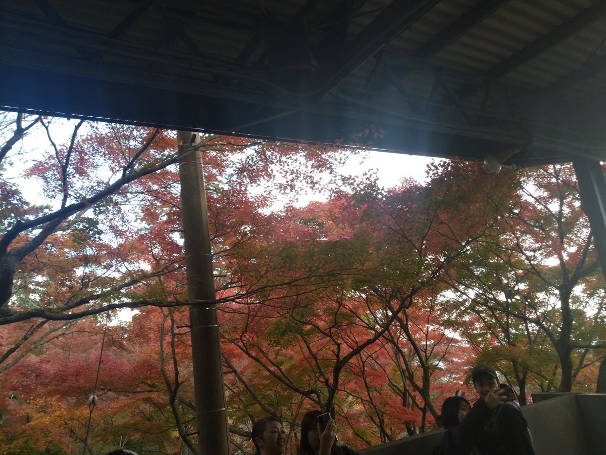 ryouboy0317's tweet photo. パート2 
紅葉も見れたしよき！ https://t.co/qqcbjK03pB