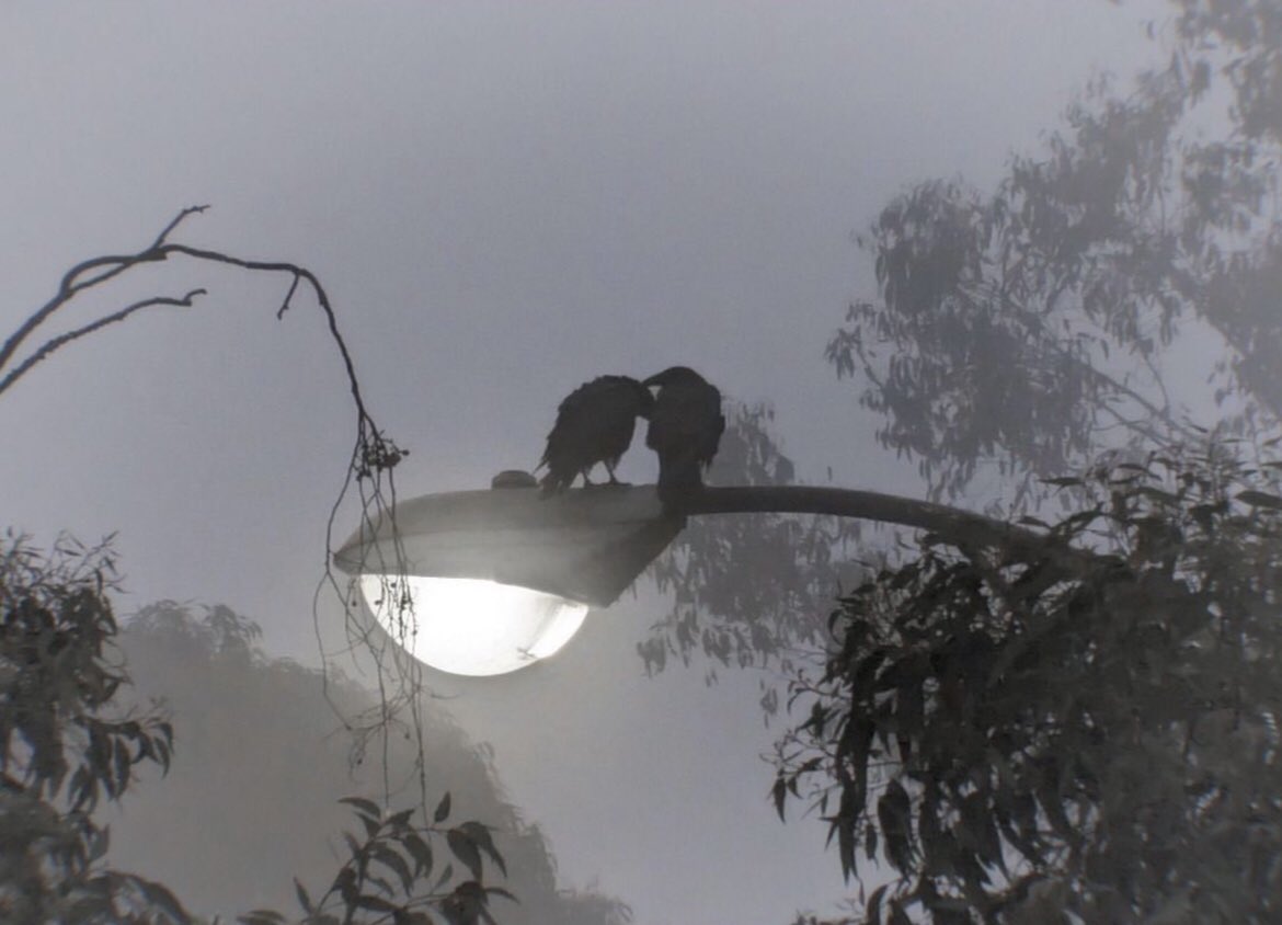 NucciPollarolo's tweet image. ……
Io qui non vengo a risolvere nulla.
Sono venuto solo per cantare
e per farti cantare con me.

&amp;lt; Pablo Neruda &amp;gt;